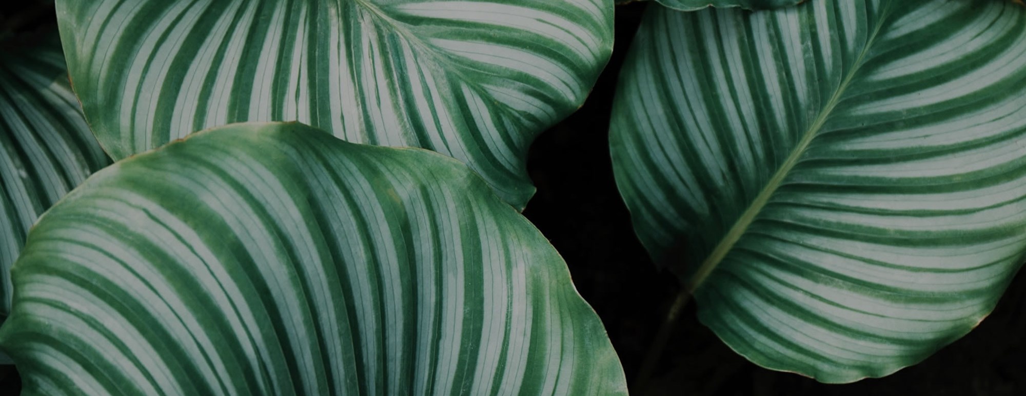 Website Development in Malta, Europe by CasaSoft