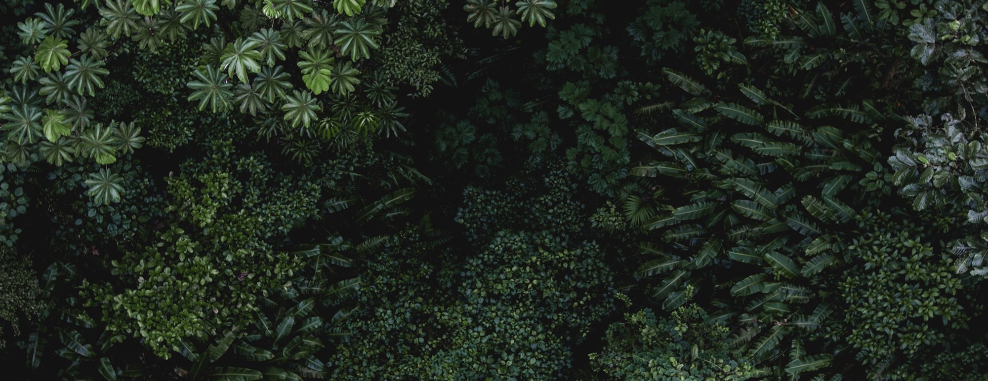 Services - Software and Web Development Malta